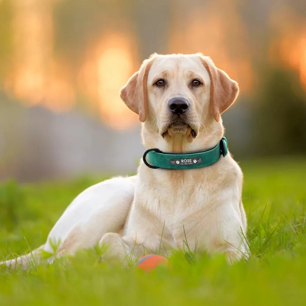 Collar Personalizado para Perros con Nombre y Teléfono 🐾